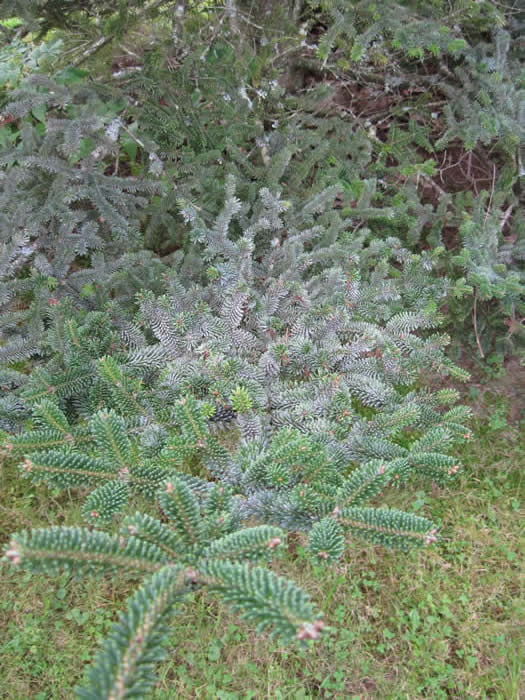 Waxy bloom apparent from a distance in late summer/early fall. Photo: MFS