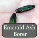 Emerald ash borer adults. Photo: Maine Department of Agriculture, Conservation and Forestry