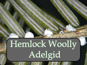 Hemlock woolly adelgid. Photo: Maine Department of Agriculture, Plant Industry