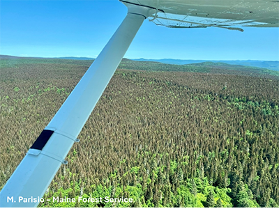 An aerial view of defoliation from spruce budworm in July 2024 in the T18R13 WELS region (Aroostook County). The reddish-brown color of the spruce and fir trees, an indication of spruce budworm feeding.