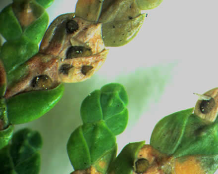 Close-up of Didymascella thujina apothecia erumpting fom northern white-cedar. Photo: Maine Forest Service