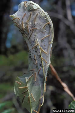 web of fall web worms wrapped around the end of a branch enclosing leaves