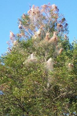 Many webs in a cherry tree