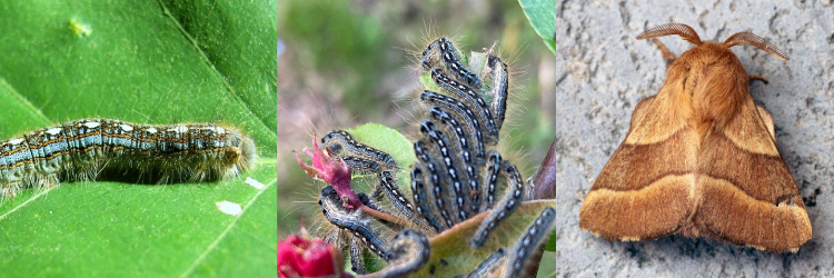 From left: Some say the white markings on a forest tent caterpillar larva look like a line of penguins or bowling pins; Larvae will often congregate together to feed; Adults are brown with a lateral band on the forewing. Photo Credits: MFS; MFS; Ben Sale, Flickr (CC BY 2.0).
