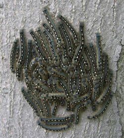 A close up image of a cluster of tent caterpillars on the side of a tree