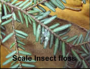 elongated hemlock scale on hemlock branch