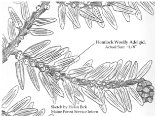 pencil sketch of hemlock woolly adelgid on a hemlock branch