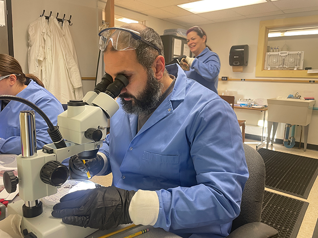 Image of the MFS Entomologist Mike Parisio counting spruce budworm larvae at the University of Maine