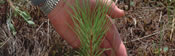Hand behind a small white pine seedling
