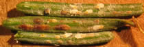 Female (brown) and male (white) elongate hemlock scale. Photo: Maine Forest Service