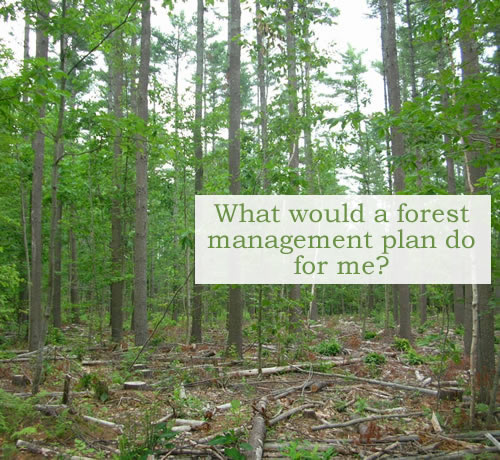 What would a forest management plan do for me? A well-stocked white pine stand following a timber harvest in Vassalboro.Allowing these valuable trees to grow larger faster is a result of forest management planning. Photo credit: Andy Shultz