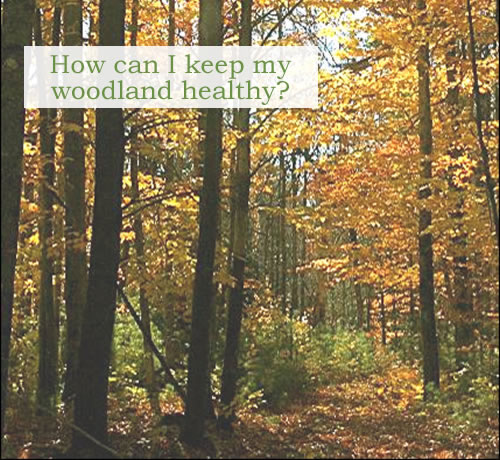 How can I keep my woodland healthy? This picture shows a forest that has received a special silvicultural treatment. The growing space (light, air, soil nutrients, water, and physical space) once occupied by older, slower-growing, less vigorous trees has been reallocated to the tall hardwoods and white pine seedlings. In 20 years, the hardwoods in the foreground will be ready for harvest, and the white pines, now pole-sized trees, can be fully released to grow into the future forest. Photo credit: Jym St. Pierre