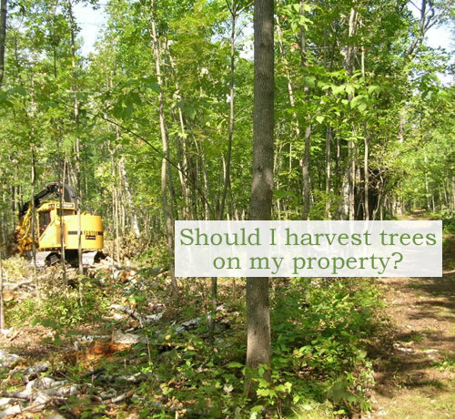 Should I harvest trees on my property? Timber harvesting equipment at work on the Kent's Hill School Forest, Readfield. This silvicultural practice, sometimes referred to as thinning or crop tree release, makes more sunlight and growing space available to a younger generation of potentially high value trees. Photo credit: Andy Shultz