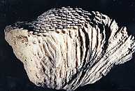 modern coral