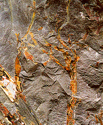 pertica quadrifaria