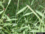 Japanese Stiltgrass