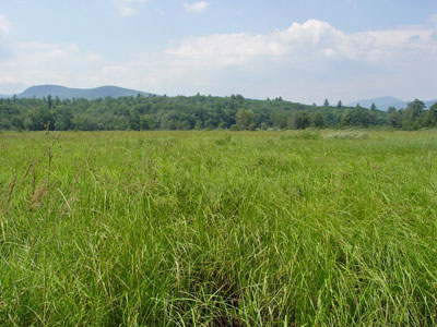Picture showing Tall Sedge Fen community