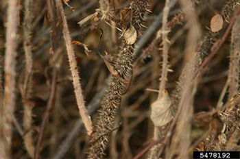 Rugosa rose stems