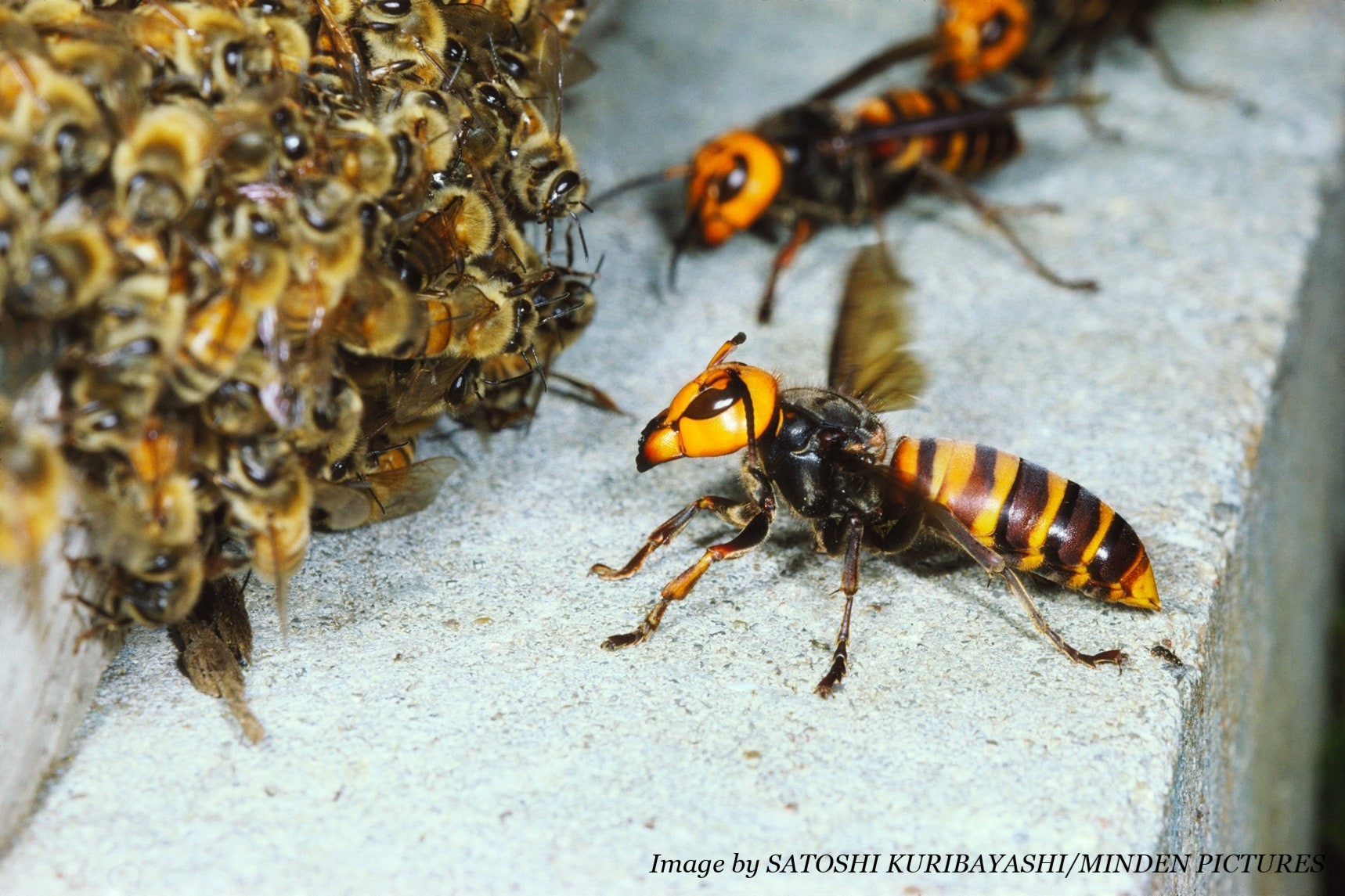 AGH attacking honeybees