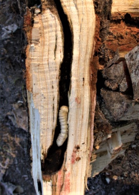 ALB pupal chambers