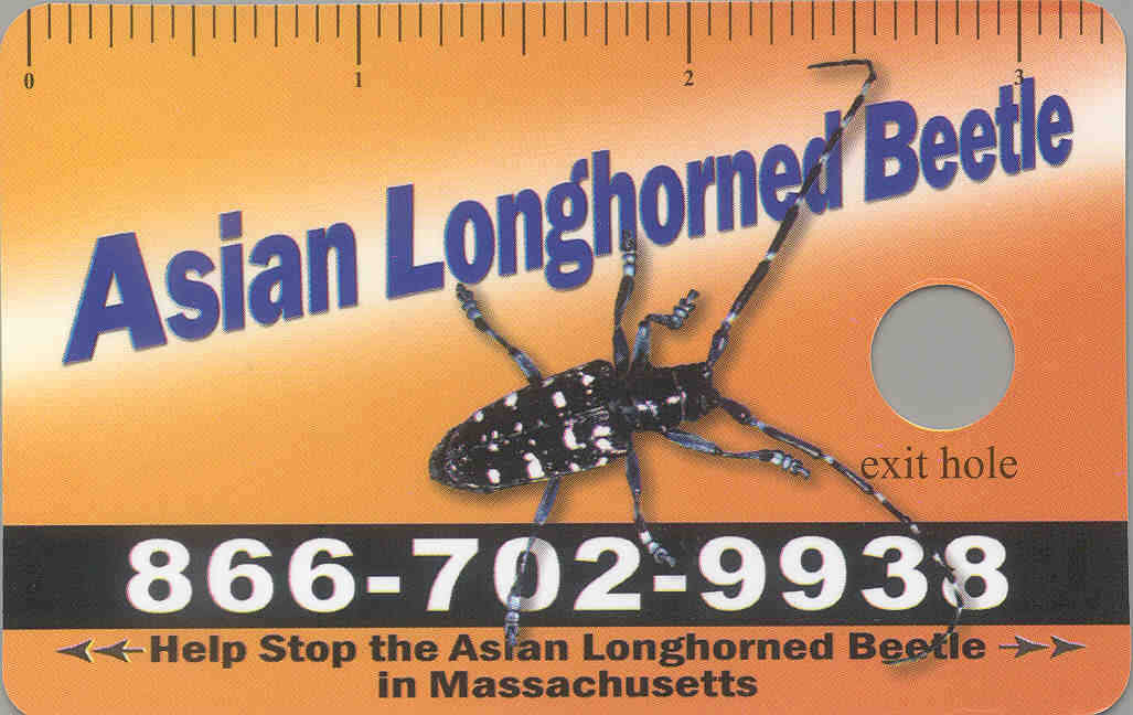 ALB transit card