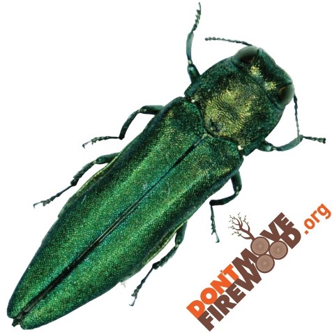 EAB tattoo