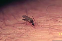 adult mosquito