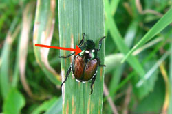 Winsome Fly (Japanese Beetle) Flies