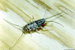 firebrat adult