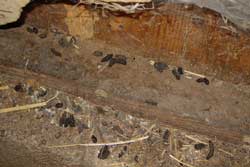 rat droppings