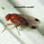 Spotted Wing Drosophila (bugguide.net)